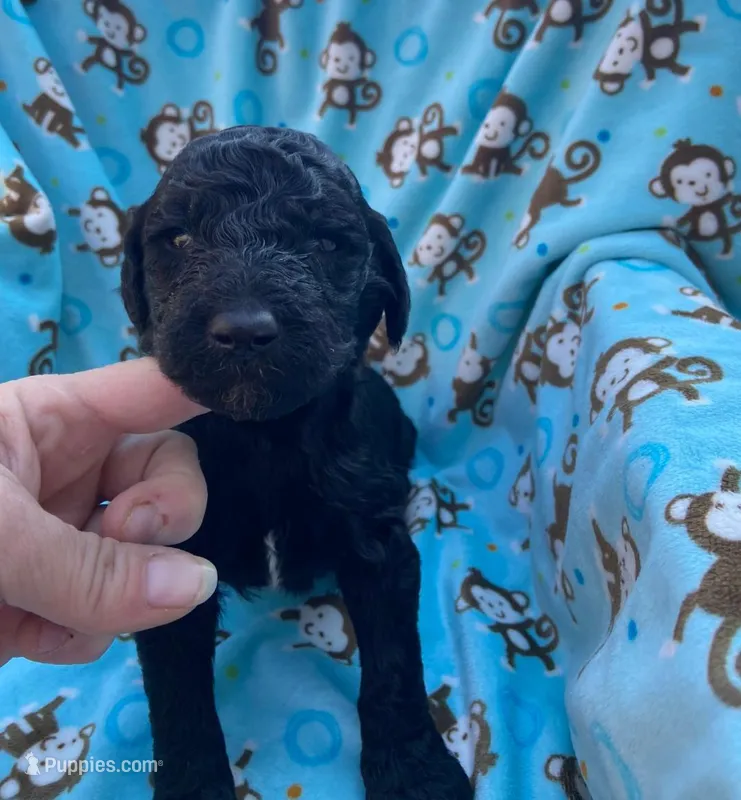 Male 4 – Poodle - Standard  puppy for sale in Villanow, GA