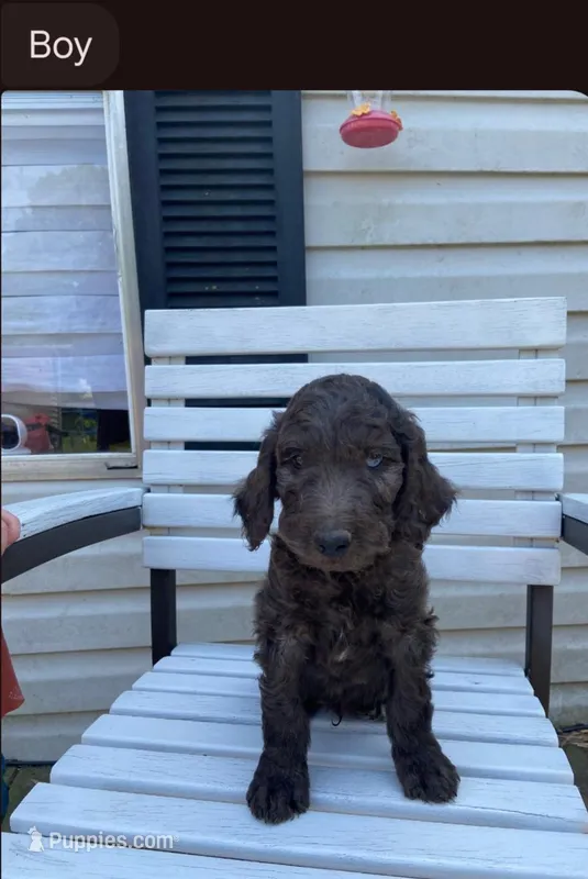 Male dark  – Poodle - Standard  puppy for sale in Villanow, GA