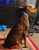 Bluey , a female Doberman Pinscher for sale in Villanow, GA – 3 of 3