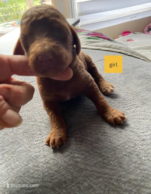 Female 2 – Poodle - Standard  puppy for sale in Villanow, GA