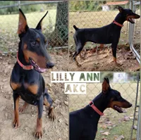Male puppy 2 ready, a male Doberman Pinscher for sale in Villanow, GA – Photo 1 of 2