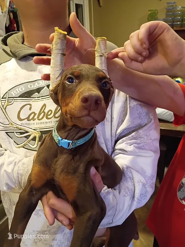 Bluey – Doberman Pinscher puppy for sale in Villanow, GA