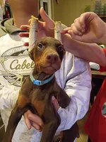 Bluey, a female Doberman Pinscher for sale in Villanow, GA – 1 of 2