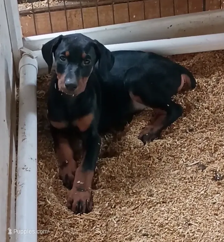 Dozer – Doberman Pinscher puppy for sale in Villanow, GA