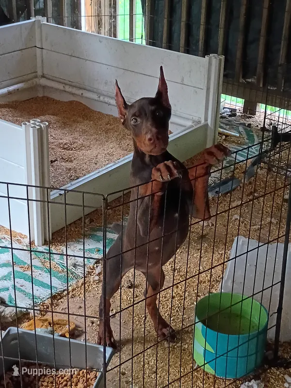Blue collar – Doberman Pinscher puppy for sale in Villanow, GA