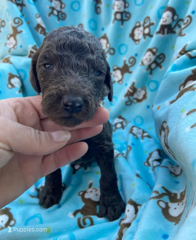 Male 2 – Poodle - Standard  puppy for sale in Villanow, GA