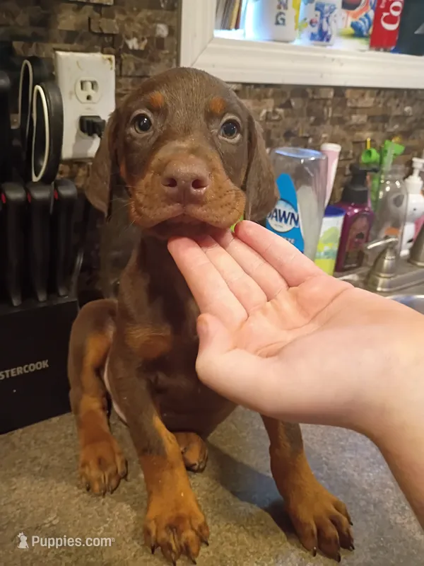 Red male  – Doberman Pinscher puppy for sale in Villanow, GA