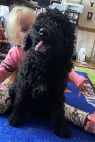 Pongo, a male Poodle - Standard  for sale in Villanow, GA – 1 of 1