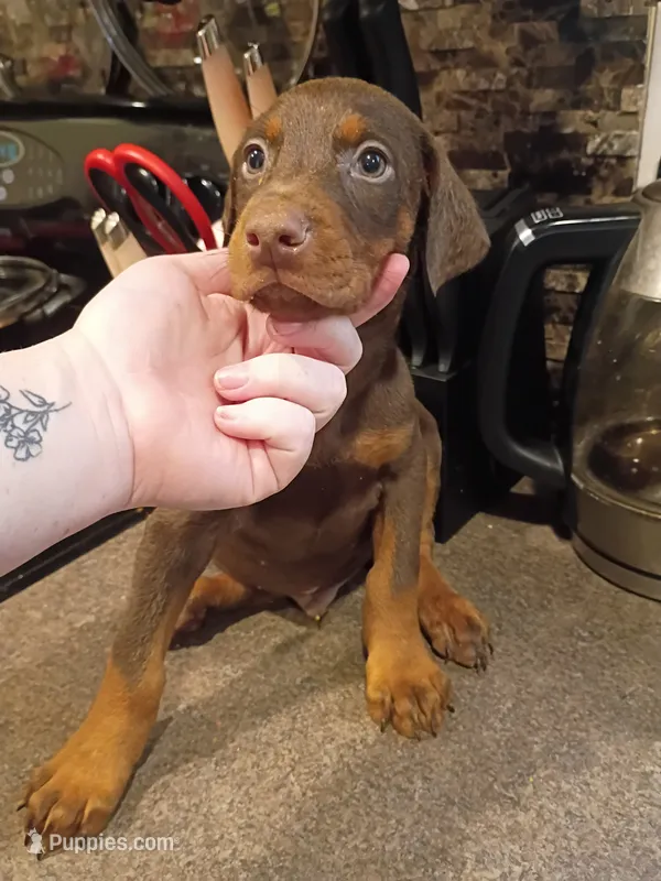 Red male  – Doberman Pinscher puppy for sale in Villanow, GA