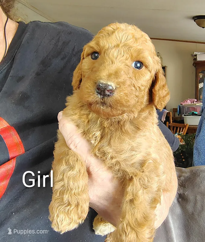 Female 1 – Poodle - Standard  puppy for sale in Villanow, GA