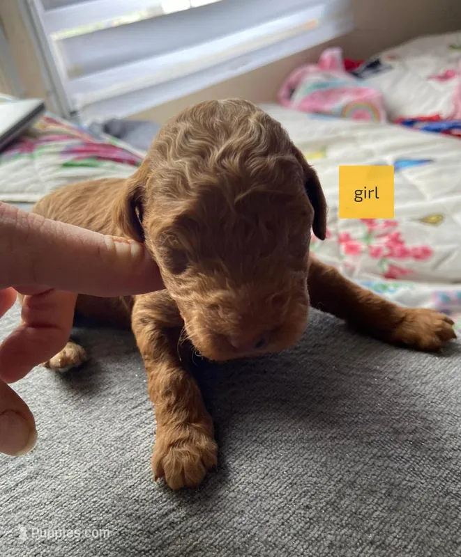 Female 1 – Poodle - Standard  puppy for sale in Villanow, GA