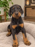 Black male 1, a male Doberman Pinscher for sale in Villanow, GA – 1 of 5