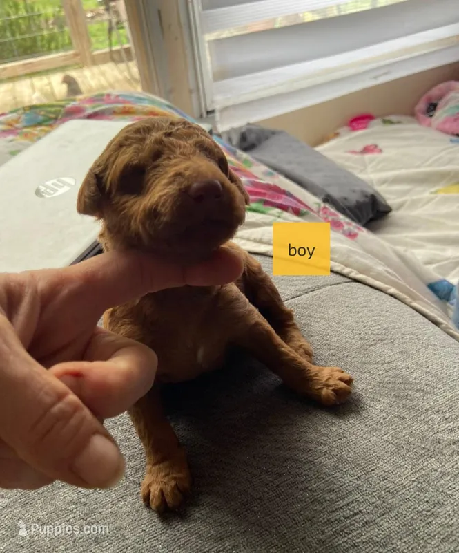 Male 1 – Poodle - Standard  puppy for sale in Villanow, GA