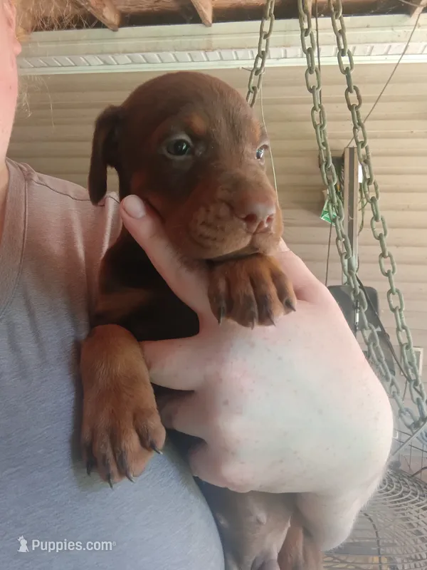 Red male  – Doberman Pinscher puppy for sale in Villanow, GA