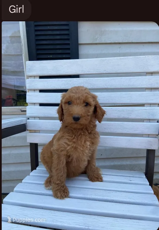 Female 1 – Poodle - Standard  puppy for sale in Villanow, GA