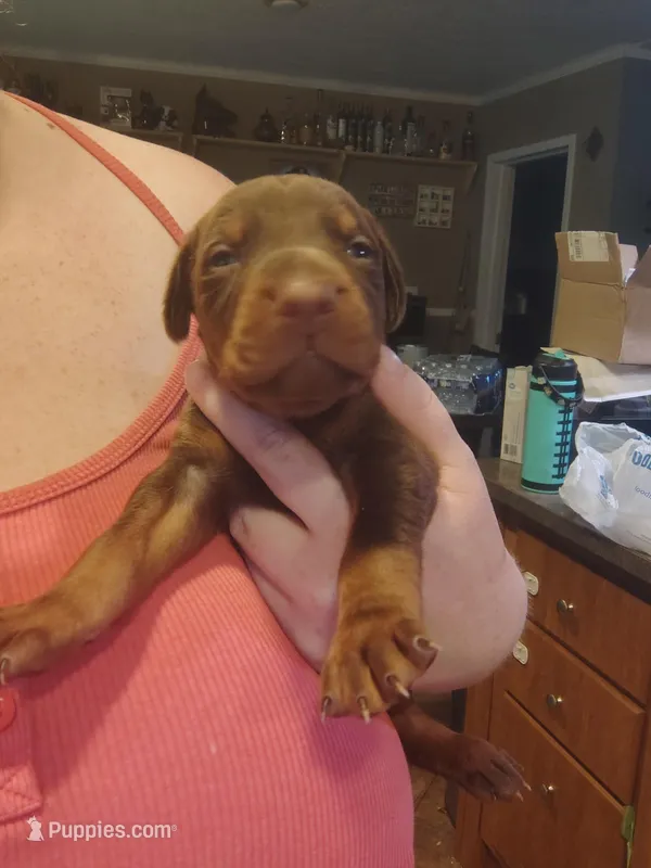 Red Female 1 – Doberman Pinscher puppy for sale in Villanow, GA