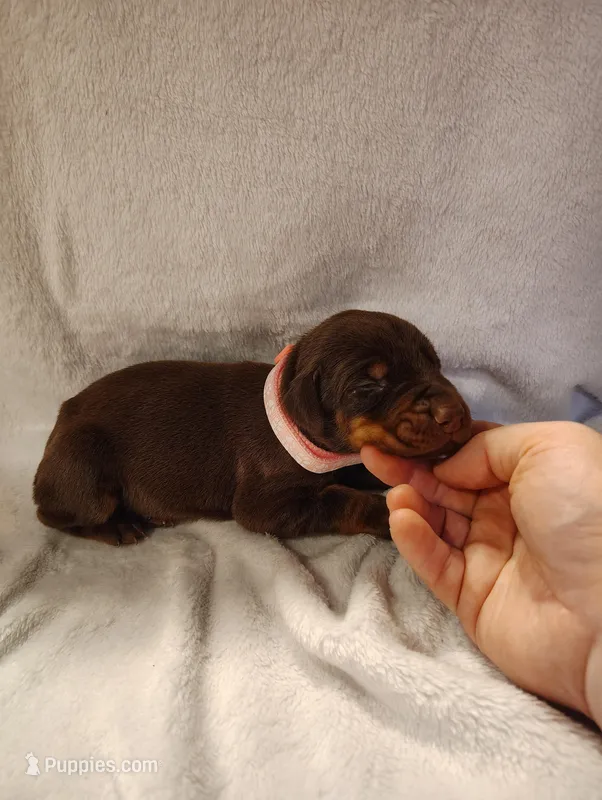 Red Female 1 – Doberman Pinscher puppy for sale in Villanow, GA