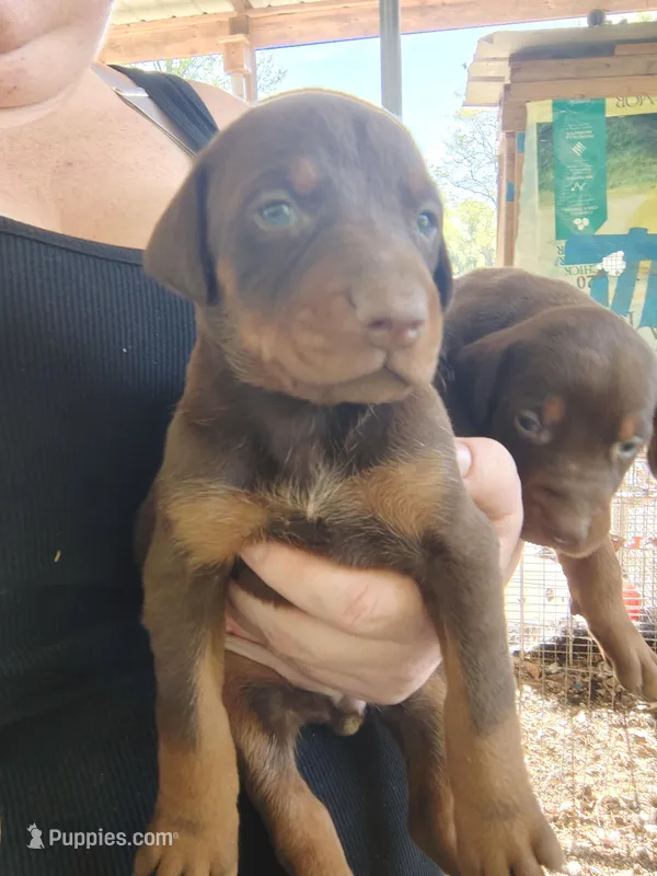 Red Female 1 – Doberman Pinscher puppy for sale in Villanow, GA