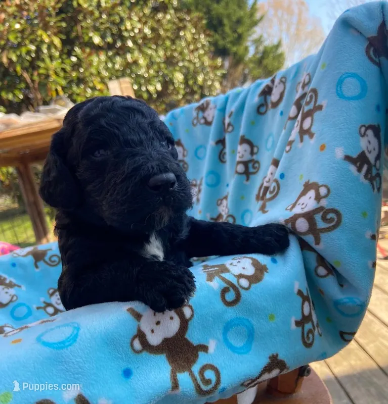 Male 3 – Poodle - Standard  puppy for sale in Villanow, GA