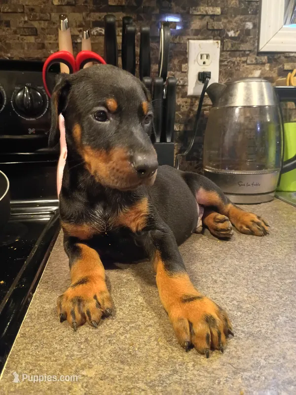 Olli – Doberman Pinscher puppy for sale in Villanow, GA