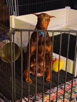 Red Female 1, a female Doberman Pinscher for sale in Villanow, GA – Photo 3 of 3