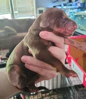 Red Female 1, a female Doberman Pinscher for sale in Villanow, GA – Photo 1 of 3