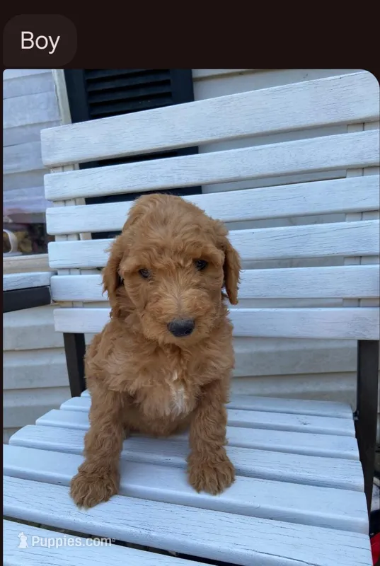 Male puppy – Poodle - Standard  puppy for sale in Villanow, GA