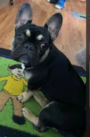 Hoppie, a female French Bulldog for sale in Villanow, GA – Photo 2 of 2