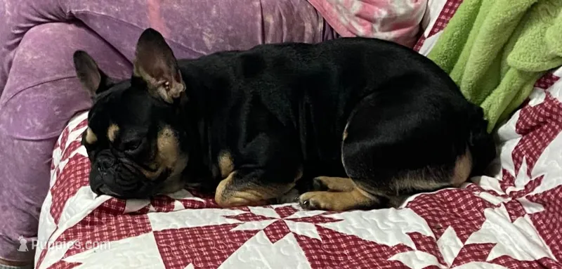 Hoppie – French Bulldog puppy for sale in Villanow, GA