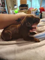 Female 2, a female Doberman Pinscher for sale in Villanow, GA – Photo 3 of 3