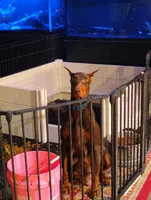 Female 2, a female Doberman Pinscher for sale in Villanow, GA – Photo 2 of 3