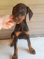 Dozer, a male Doberman Pinscher for sale in Villanow, GA – 2 of 3