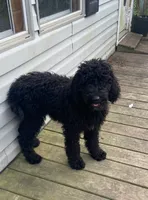 Ghost , a male Poodle - Standard  for sale in Villanow, GA – 1 of 1