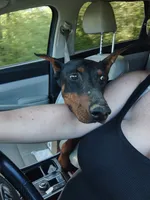 Lilly , a female Doberman Pinscher for sale in Villanow, GA – 3 of 7
