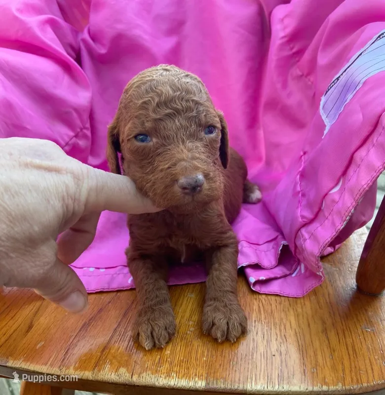 Female 3 – Poodle - Standard  puppy for sale in Villanow, GA