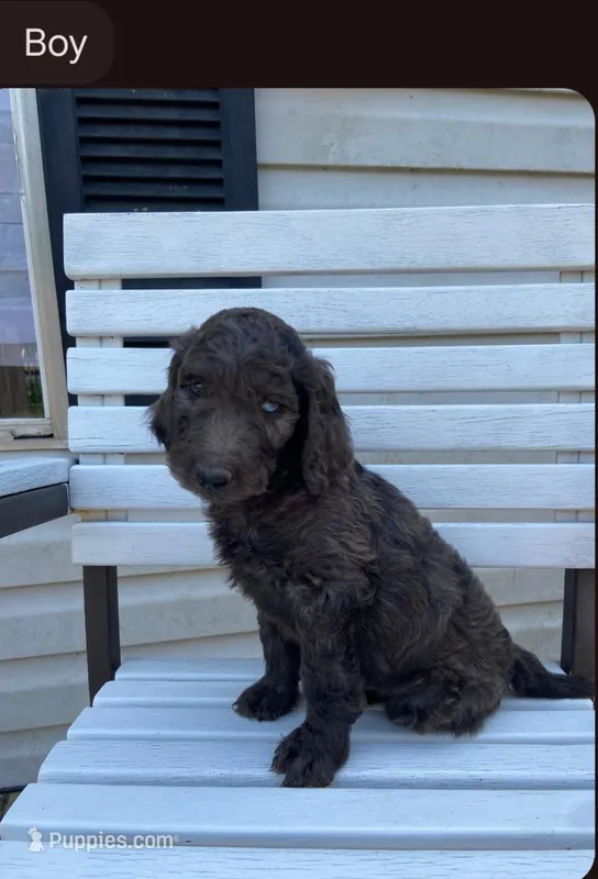 Male dark boy – Poodle - Standard  puppy for sale in Villanow, GA