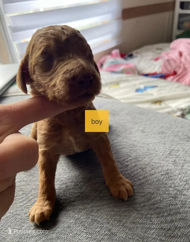 Male 6 – Poodle - Standard  puppy for sale in Villanow, GA