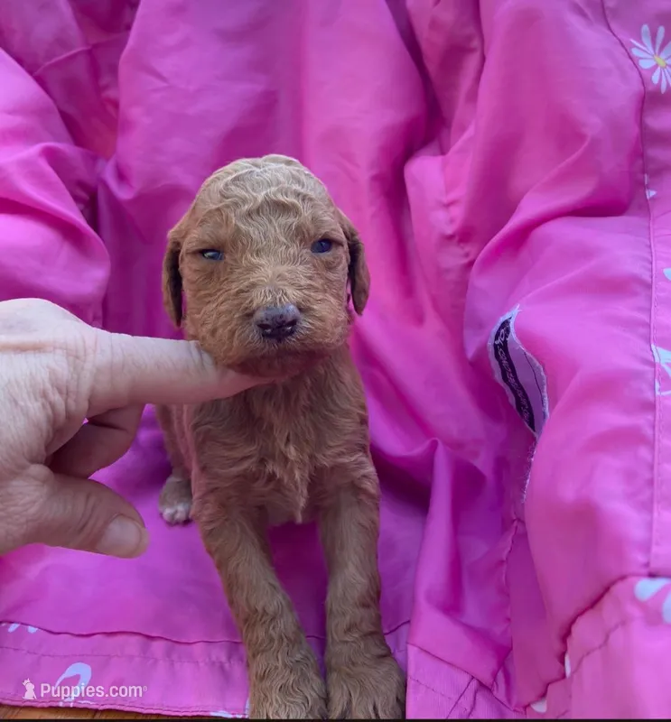 Female 1 – Poodle - Standard  puppy for sale in Villanow, GA