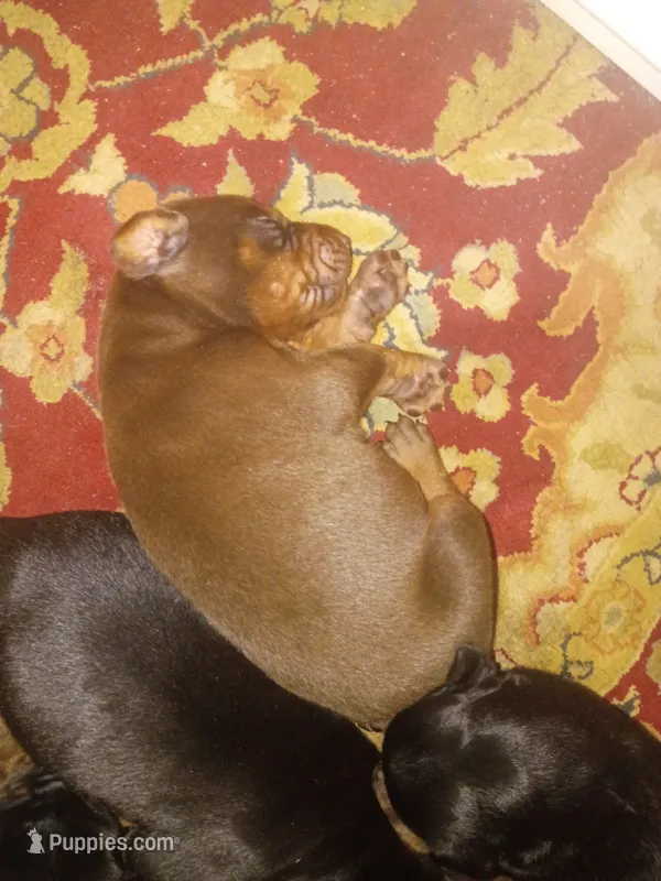 Red male  – Doberman Pinscher puppy for sale in Villanow, GA
