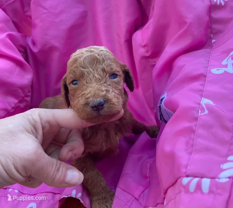 Female 2 – Poodle - Standard  puppy for sale in Villanow, GA