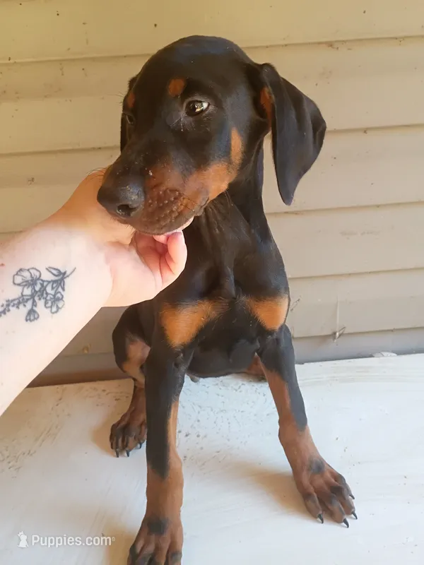 Dozer – Doberman Pinscher puppy for sale in Villanow, GA