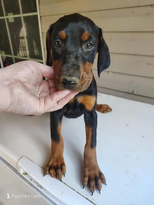 Lucy is ready , a female Doberman Pinscher for sale in Villanow, GA – Photo 1 of 1