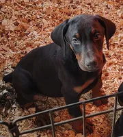 Lilly is ready , a female Doberman Pinscher for sale in Villanow, GA – Photo 1 of 3