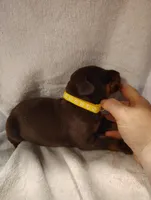 Red Female 4, a female Doberman Pinscher for sale in Villanow, GA – Photo 2 of 2