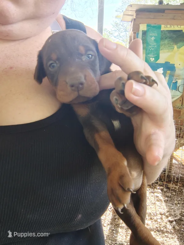 Red Female 4 – Doberman Pinscher puppy for sale in Villanow, GA