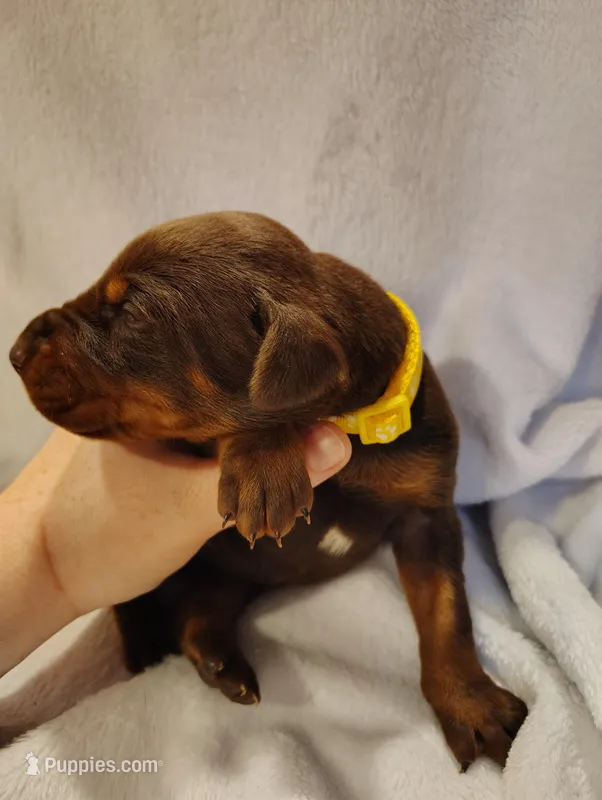 Red Female 4 – Doberman Pinscher puppy for sale in Villanow, GA