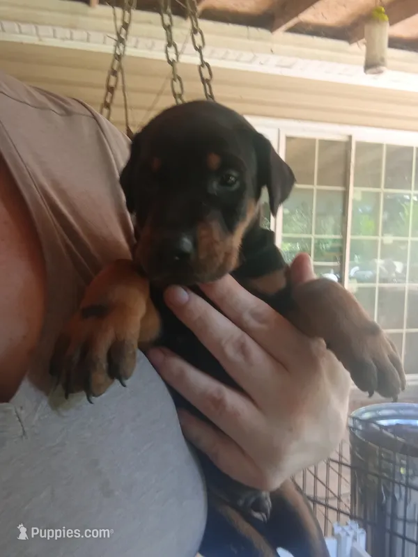 Black male 1 – Doberman Pinscher puppy for sale in Villanow, GA