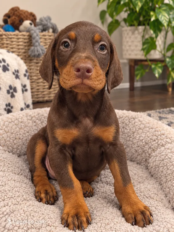 Red male  – Doberman Pinscher puppy for sale in Villanow, GA