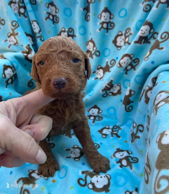 Male 5 – Poodle - Standard  puppy for sale in Villanow, GA