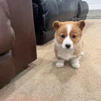 Daisy, a female Pembroke Welsh Corgi for sale in Nappanee, IN – Photo 1 of 7